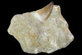 Mosasaur (Prognathodon) Tooth In Rock - Morocco #98301-2